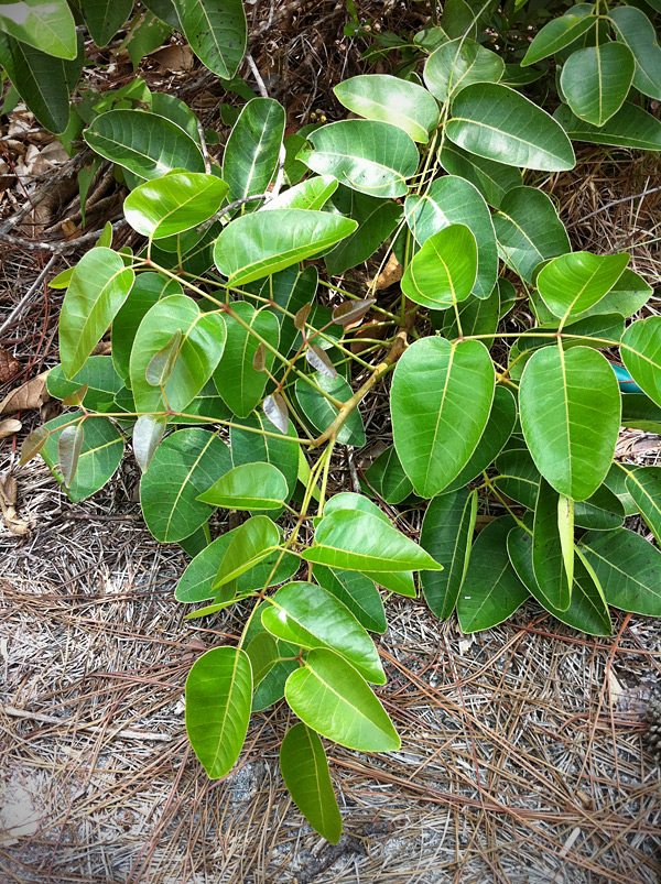 Poisonwood (Metopium toxiferum)