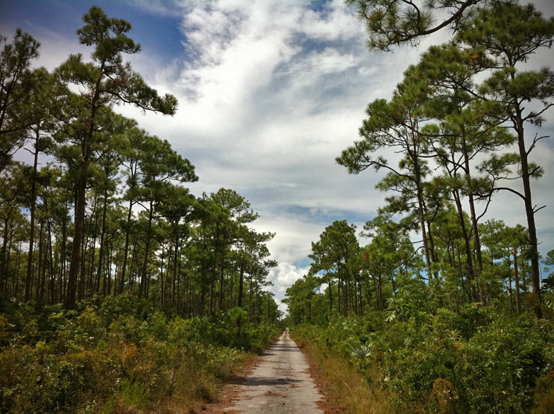 Pine forests of Andros Island