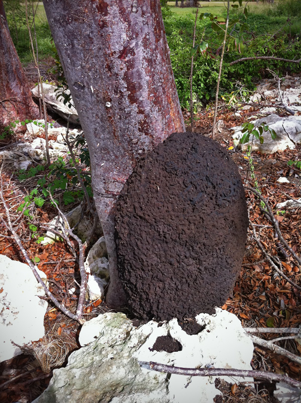 Termite nest - attached to a Gumbo-Limbo Tree