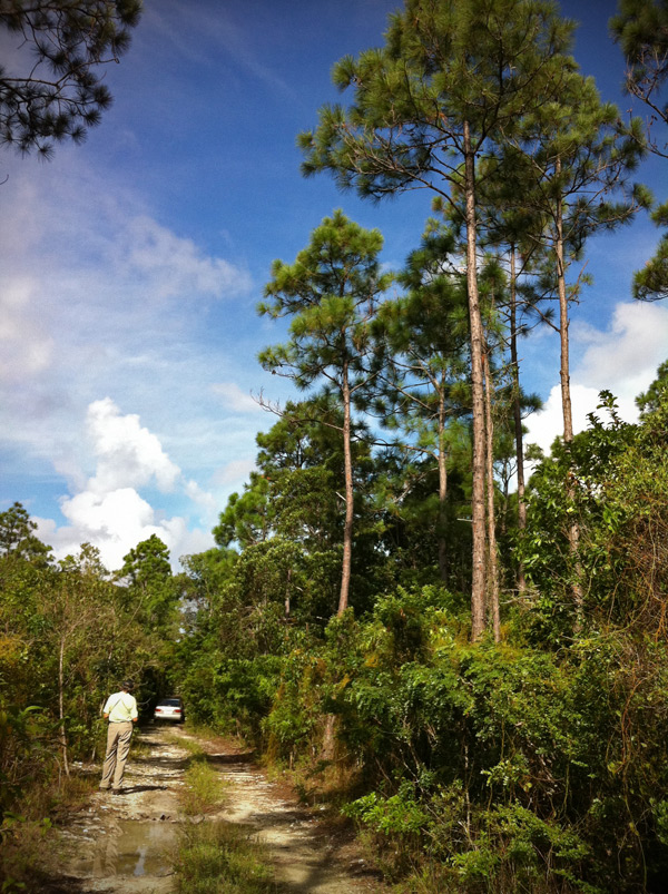 Pine forests on Andros