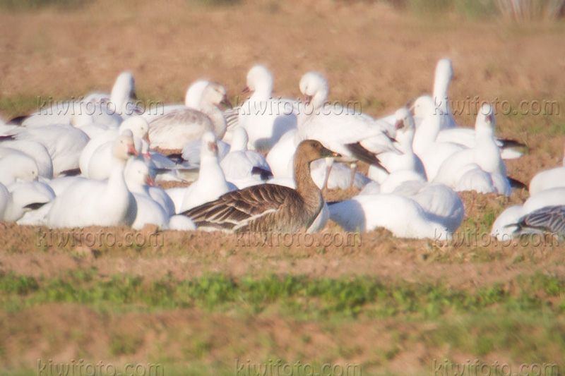 Taiga Bean-Goose (Anser fabalis middendorffii)