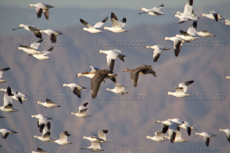 Taiga Bean-Goose (Anser fabalis middendorffii)