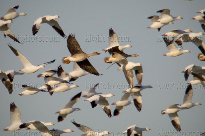 Taiga Bean-Goose (Anser fabalis middendorffii)