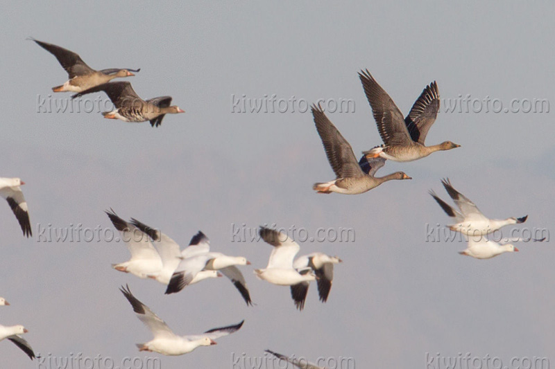 Taiga Bean-Goose (Anser fabalis middendorffii) Taiga Bean-Goose (Anser fabalis middendorffii)