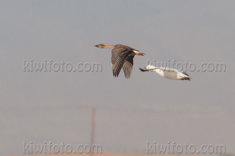 Taiga Bean-Goose (Anser fabalis middendorffii)