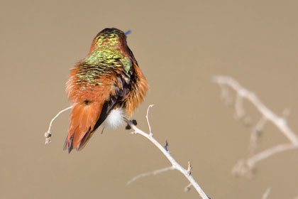 Allen's Hummingbird Picture @ Kiwifoto.com