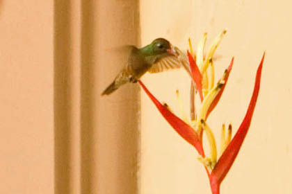 Amazilia Hummingbird Photo @ Kiwifoto.com