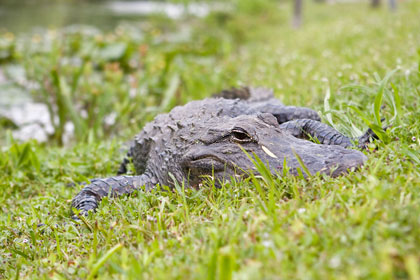 American Alligator Image @ Kiwifoto.com