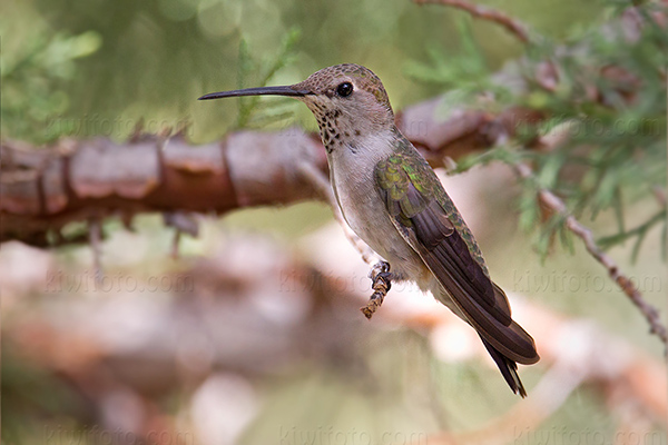 Anna's Hummingbird Photo @ Kiwifoto.com