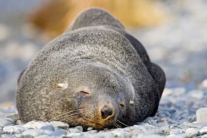 Antarctic Fur Seal, South Georgia