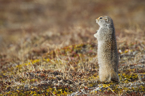 Arctic Ground Squirrel Picture @ Kiwifoto.com