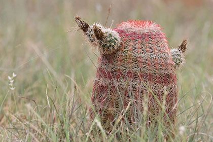 Arizona Barrel Cactus Picture @ Kiwifoto.com