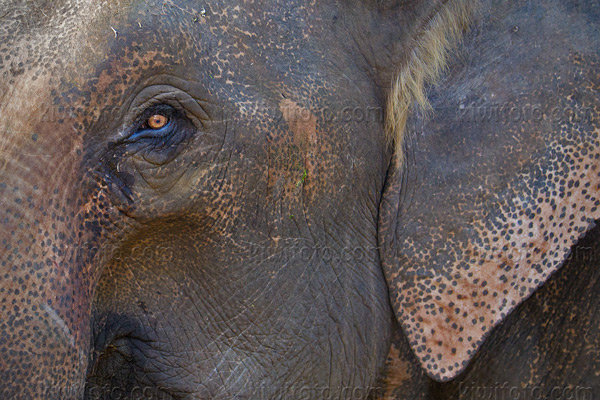 Asian Elephant Picture @ Kiwifoto.com