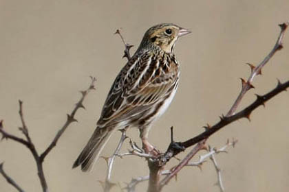 Baird's Sparrow Picture @ Kiwifoto.com