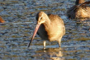 Bar-tailed Godwit Picture