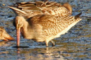 Bar-tailed Godwit Picture