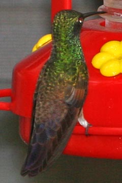 Berylline Hummingbird Photo