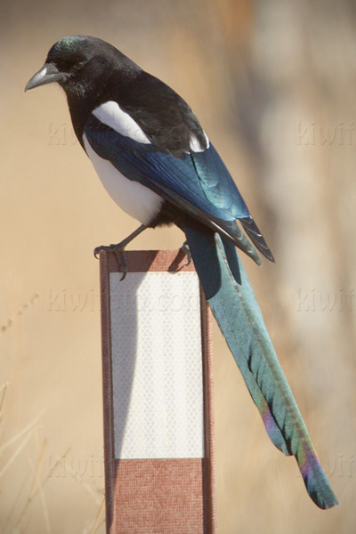 Black-billed Magpie Photo @ Kiwifoto.com