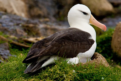 Black-browed Albatross, Falkland Islands