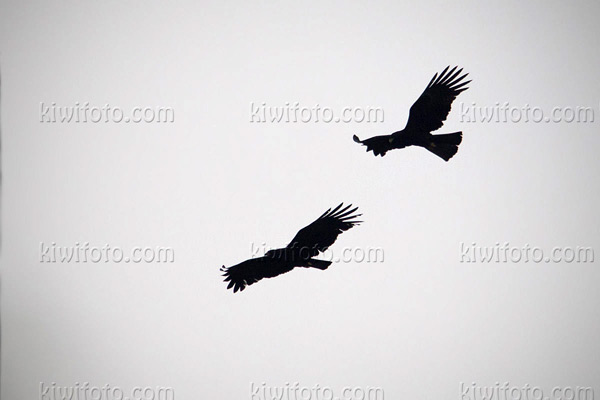 Black Eagle Image @ Kiwifoto.com