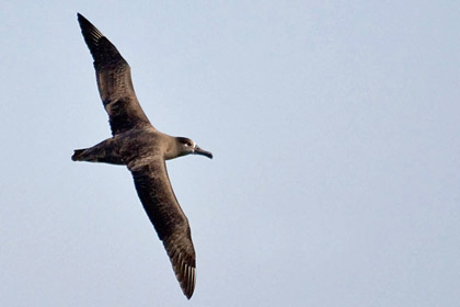 Black-footed Albatross Image @ Kiwifoto.com