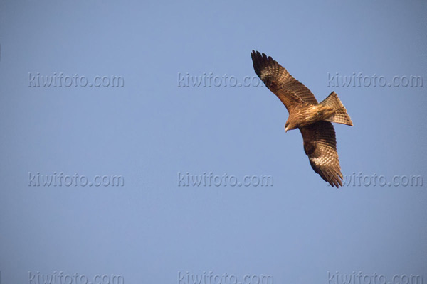 Black Kite Image @ Kiwifoto.com