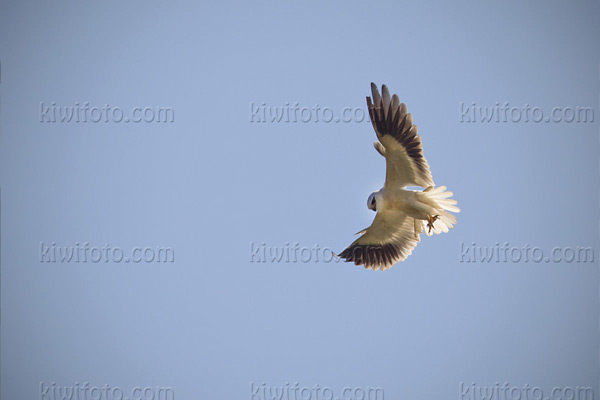 Black-shouldered Kite Image @ Kiwifoto.com