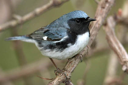 Black-throated Blue Warbler, Ohio