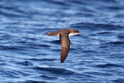 Black-vented Shearwater Picture