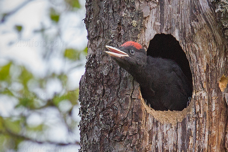 Black Woodpecker Image @ Kiwifoto.com