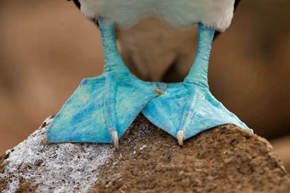 Blue-footed Booby, Galpagos Islands