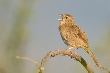 Botteri's Sparrow Picture