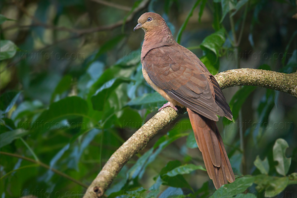 Brown Cuckoo-dove Photo @ Kiwifoto.com