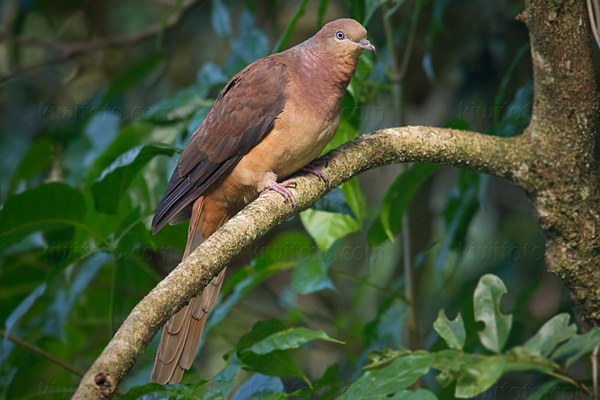 Brown Cuckoo-dove Photo @ Kiwifoto.com