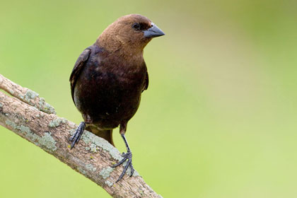 Brown-headed Cowbird Picture @ Kiwifoto.com