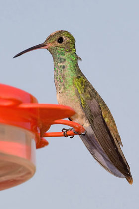 Buff-bellied Hummingbird Image @ Kiwifoto.com