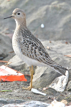 Buff-breasted Sandpiper Image