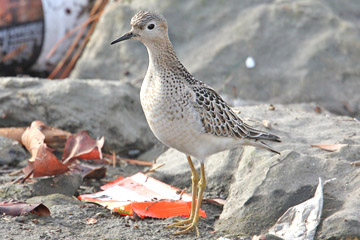 Buff-breasted Sandpiper Photo