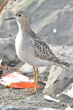 Buff-breasted Sandpiper Photo