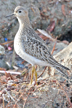 Buff-breasted Sandpiper Photo