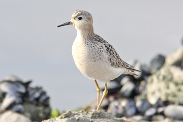 Buff-breasted Sandpiper Photo