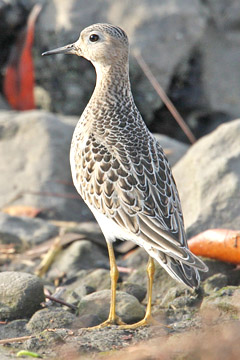 Buff-breasted Sandpiper Image