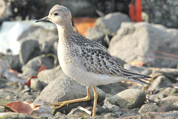 Buff-breasted Sandpiper Picture