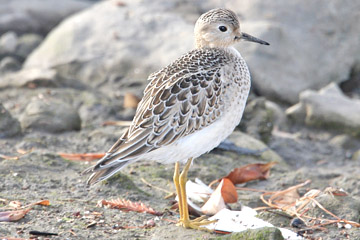 Buff-breasted Sandpiper Picture