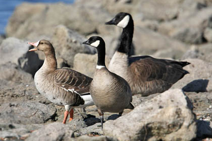 Cackling Goose (Greater White-fronted Goose, Cackling Goose, Canada Goose)