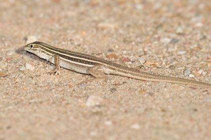 Canyon Spotted Whiptail (juvenile)