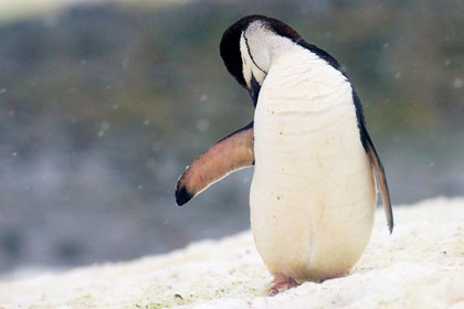 Chinstrap Penguin, Antarctica