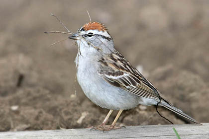 Chipping Sparrow Image @ Kiwifoto.com