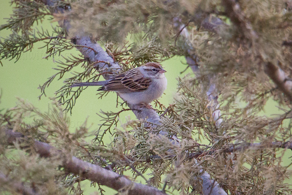 Chipping Sparrow Image @ Kiwifoto.com