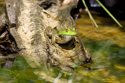 American Bullfrog Photo